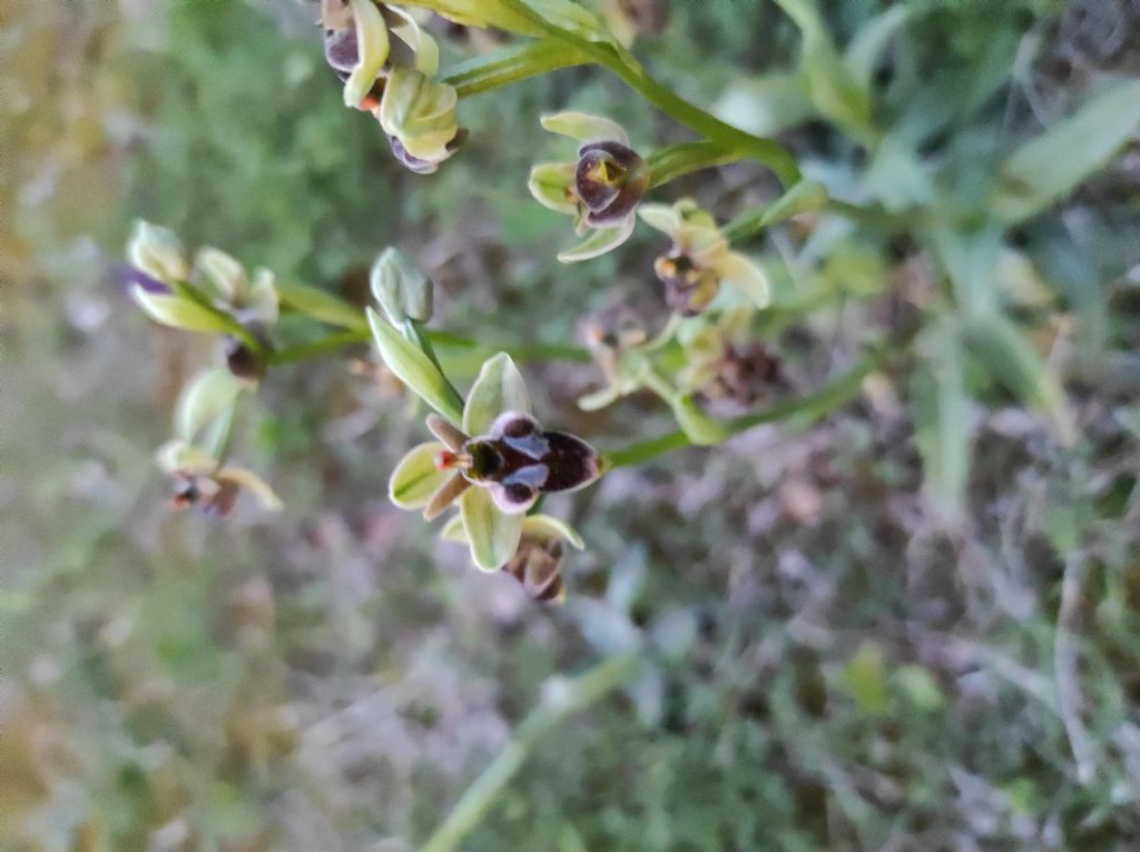 Ophrys x hoeppneri?